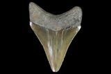 Serrated, Juvenile Megalodon Tooth - Georgia #99169-1